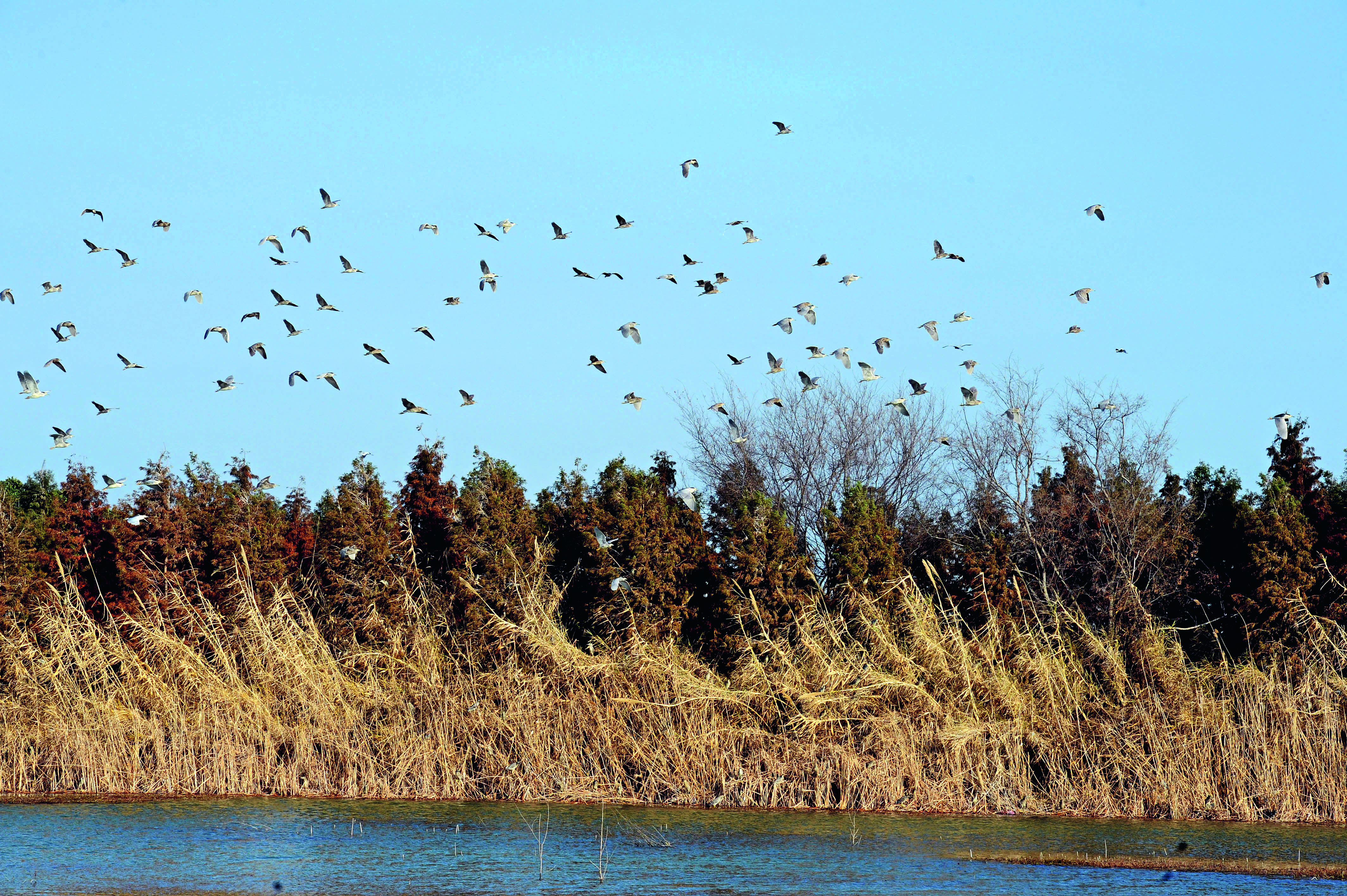 宽阔的水域和大批植被吸引了无数鸟类来此过冬.jpg
