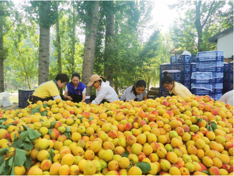 1687839565470231.png 保定1.png