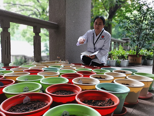 陈大霞在记录实验植株周期变化